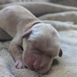 Girl 4 - Golden female Golden Retriever puppy in Buckley, Washington from Chrysus Spirit Goldens