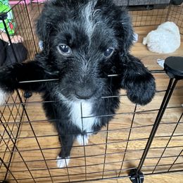 Aussiedoodle Puppies from Vali Girl Aussiedoodles
