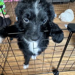 Aussiedoodle Puppies from Vali Girl Aussiedoodles