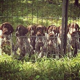 German Shorthaired Pointer Puppies from Hardwood Kennels