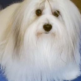 Cotons de Tulear from A Touch of Class Cotons