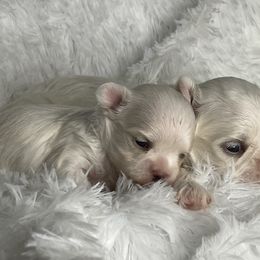 Phoenix - White male Maltese puppy in Bennettsville, South Carolina from Cottonwood Maltese