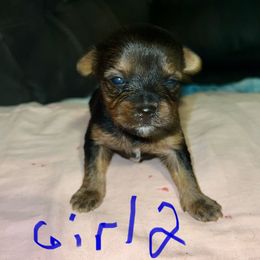 Girl 2 - Black and tan female Yorkshire Terrier puppy in Eddyville, Kentucky from Paw-Perfect Palace