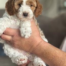 Dolly - Blenheim female Cavapoo puppy in Columbus, Montana from Montanas Mountain Bernedoodles