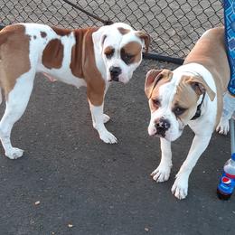 American Bulldogs from Bossy's Bulldogs