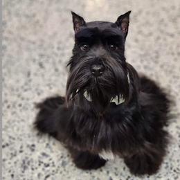 Rahna - Miniature Schnauzer