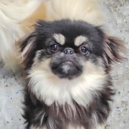 Ozzie - Pekingese