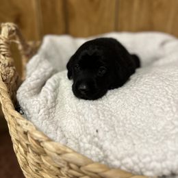 Labrador Retriever Puppies from Hunter’s Moon Retrievers