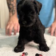 Girl 2 - Black Standard Schnauzer puppy in Thurmont, Maryland from Die Nassen Baerte