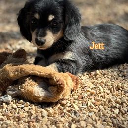 JETT - Black and cream male Dachshund puppy in Caulfield, Missouri from Hocomo Hollow Doxies