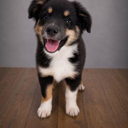 Daphne - Black tri female Miniature Australian Shepherd puppy in Macomb, Missouri from Show Me MO Aussies