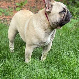 French Bulldog All Grown Up from HDH French Bulldogs