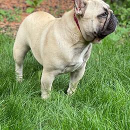 French Bulldog All Grown Up from HDH French Bulldogs