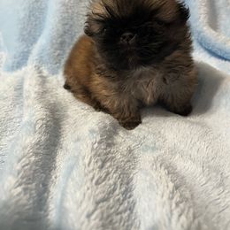 AKC Koji - Fawn Pekingese puppy in Cumming, Georgia from Imperial Pekingese