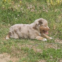 Jegging - Red merle female Australian Shepherd puppy in Bumpass, Virginia from Glitterati Australian Shepherds