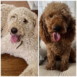 Goldendoodle puppies from The Bruce Farm