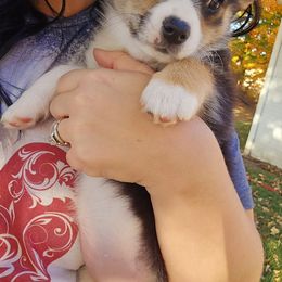 American Corgi Puppies from Whitecreek Corgis of Columbus, IN