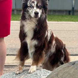 Creed - Australian Shepherd