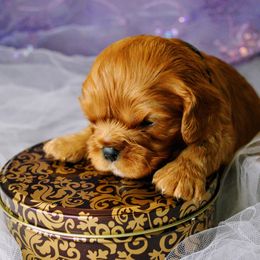 Cavalier King Charles Spaniel Puppies from Hit Parade Cavaliers