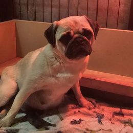 JUNE bug - Pug