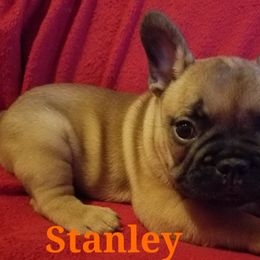 Boston Terrier and French Bulldog Puppies from Willis Family Bostons