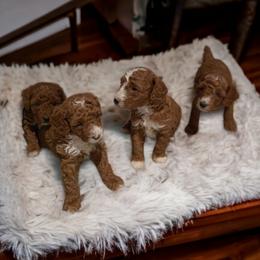Poodles from Dave Poodles