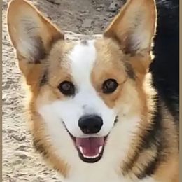 Willow - Pembroke Welsh Corgi