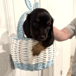 Scarlet - Dachshund