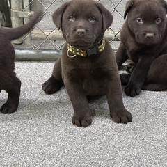 Labrador Retriever Puppies from Rustic Ridge Labradors