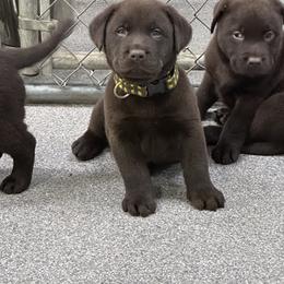 Labrador Retriever Puppies from Rustic Ridge Labradors