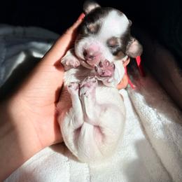 Pumpkin - Piebald male Dachshund puppy in Merced, California from The Graceful Dachshund Kennel
