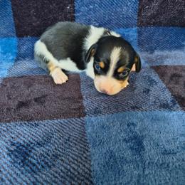 Spotty - Piebald male Dachshund puppy in Opelika, Alabama from Dachshund Darlins