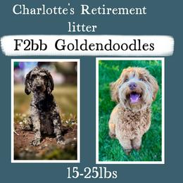 Goldendoodle puppies from Fisher River Doodle's