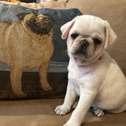 Boy 2 - White male Pug puppy in Norborne, Missouri from Pug Palace