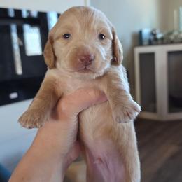 Cream boy (probably dapple) - Cream male Dachshund puppy in West Plains, Missouri from Spring Creek Dachshunds