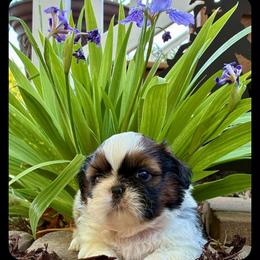 Aster - Black and white male Shih Tzu puppy in North Carolina from WillowCreek Mountain View Shih Tzu
