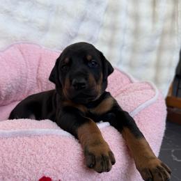 Bango - Black and rust male Doberman Pinscher puppy in Brookfield, Wisconsin from Haus of Hound