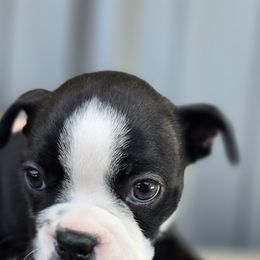 Boston Terrier Puppies from BellaBlu's Babes