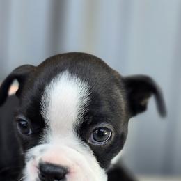 Boston Terrier Puppies from BellaBlu's Babes