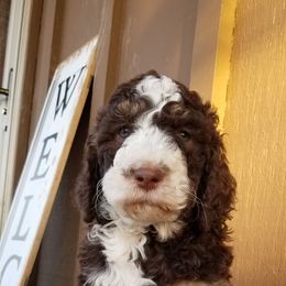 Bernedoodle Puppies from Speedwell Forge Doodles