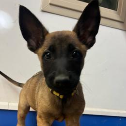 Sable - Yellow female Dutch Shepherd puppy in Sierra Vista, Arizona from KnightWatch K-9