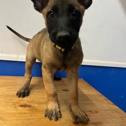 Sable - Yellow female Dutch Shepherd puppy in Sierra Vista, Arizona from KnightWatch K-9