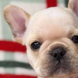 Palmer - French Bulldog puppy from LaBelle Bulldogs
