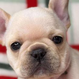 Palmer - French Bulldog puppy from LaBelle Bulldogs
