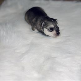 Belle - Tri-color female Pomsky puppy in Burton, Michigan from Snow Shark Pomskys