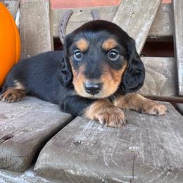 Batman - Black and tan male Dachshund puppy in Afton, Oklahoma from C5 Doodles