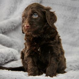 Frenchy - Chocolate female Australian Labradoodle puppy in Stanwood, Washington from Victoria Creek Australian Labradoodles