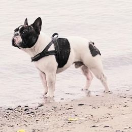 French Bulldogs and Xoloitzcuintli from Vision French Bulldogs