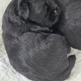 Girl 3 - Black female Affenpinscher puppy in Hastings, Florida from Tamari Affenpinchers and Oakhurst Rhodesians