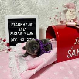 Girl 5 - female French Bulldog puppy in Westerly, Rhode Island from Starkhaus Rottweilers & Frenchies